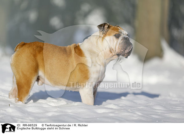 Englische Bulldogge steht im Schnee / RR-98529