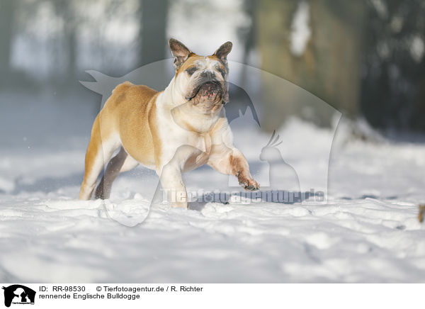 rennende Englische Bulldogge / RR-98530