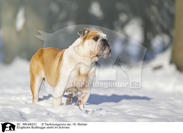 Englische Bulldogge steht im Schnee / RR-98531