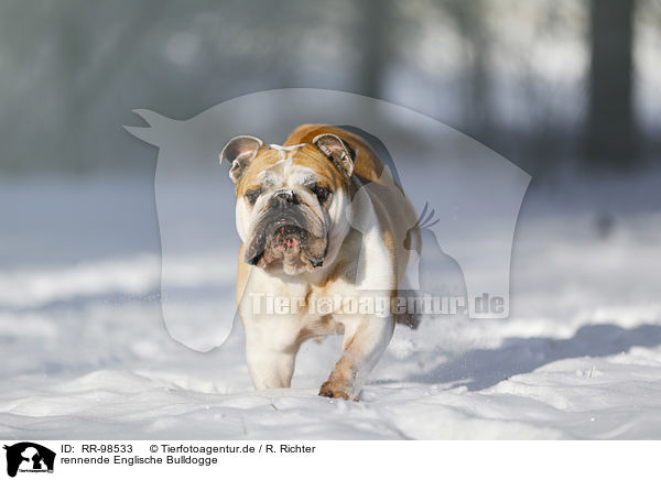 rennende Englische Bulldogge / RR-98533