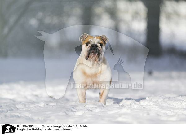 Englische Bulldogge steht im Schnee / RR-98538