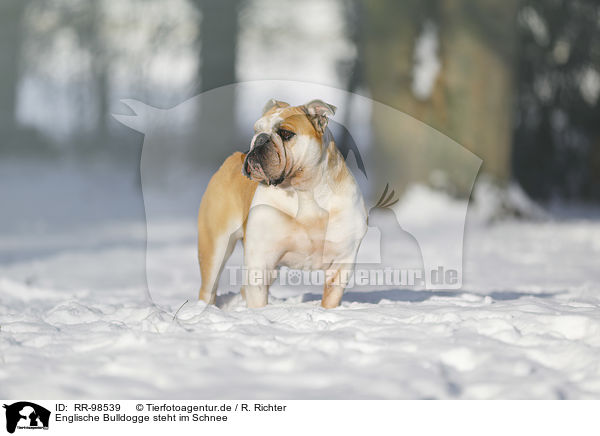 Englische Bulldogge steht im Schnee / RR-98539