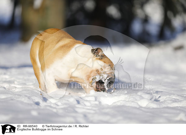Englische Bulldogge im Schnee / RR-98540