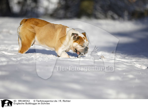 Englische Bulldogge im Schnee / RR-98542