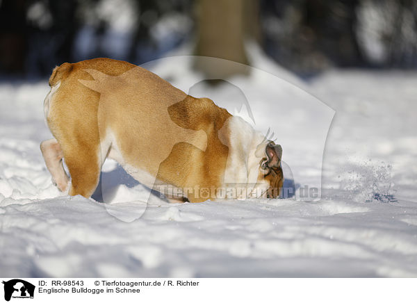 Englische Bulldogge im Schnee / RR-98543