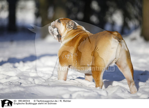 Englische Bulldogge steht im Schnee / RR-98544
