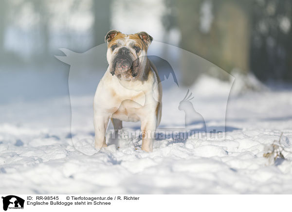 Englische Bulldogge steht im Schnee / RR-98545