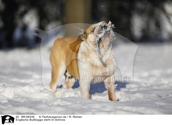 Englische Bulldogge steht im Schnee / RR-98546