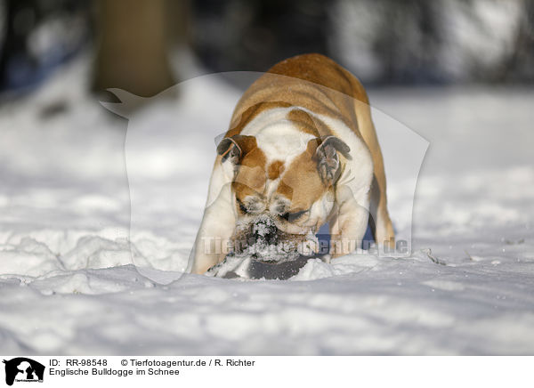 Englische Bulldogge im Schnee / RR-98548