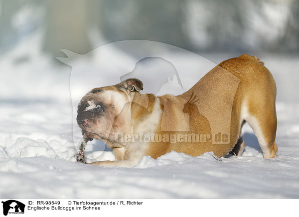 Englische Bulldogge im Schnee / RR-98549