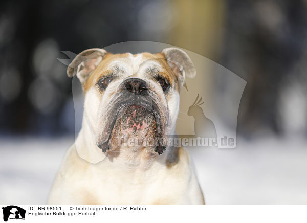Englische Bulldogge Portrait / RR-98551