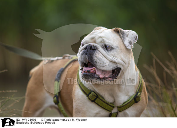 Englische Bulldogge Portrait / MW-08608