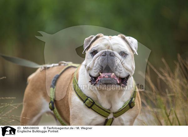 Englische Bulldogge Portrait / MW-08609