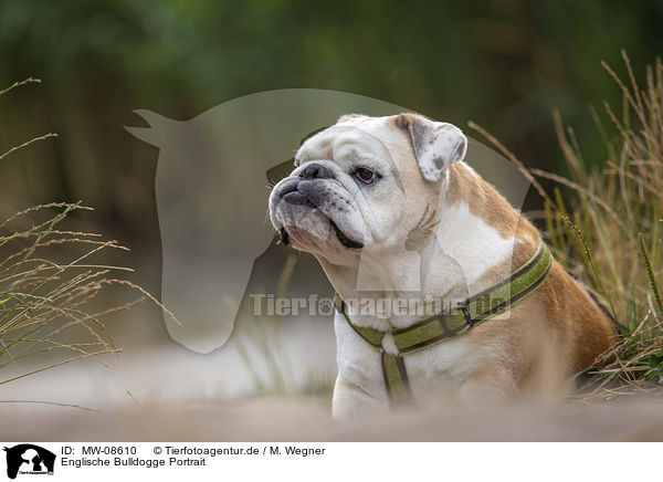 Englische Bulldogge Portrait / MW-08610