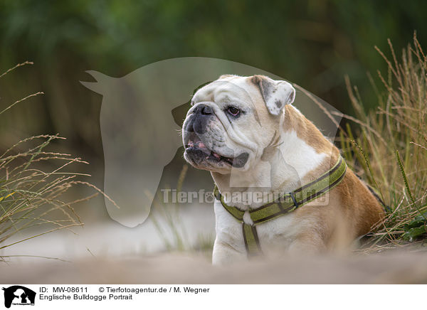Englische Bulldogge Portrait / MW-08611