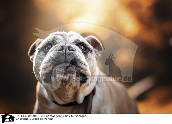 Englische Bulldogge Portrait / English Bulldog portrait / SSE-01098