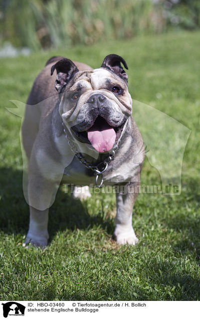 stehende Englische Bulldogge / standing English Bulldog / HBO-03460