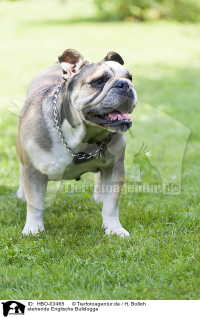 stehende Englische Bulldogge / standing English Bulldog / HBO-03465