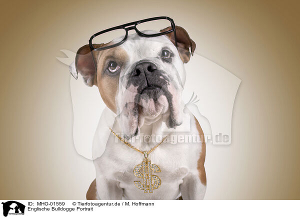 Englische Bulldogge Portrait / MHO-01559