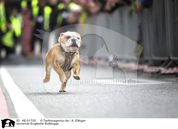 rennende Englische Bulldogge / running English Bulldog / AE-01705