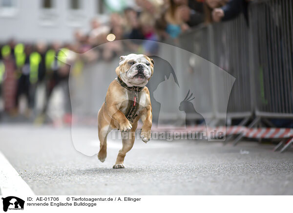 rennende Englische Bulldogge / running English Bulldog / AE-01706