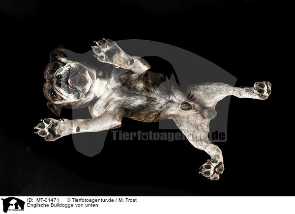 Englische Bulldogge von unten / MT-01471