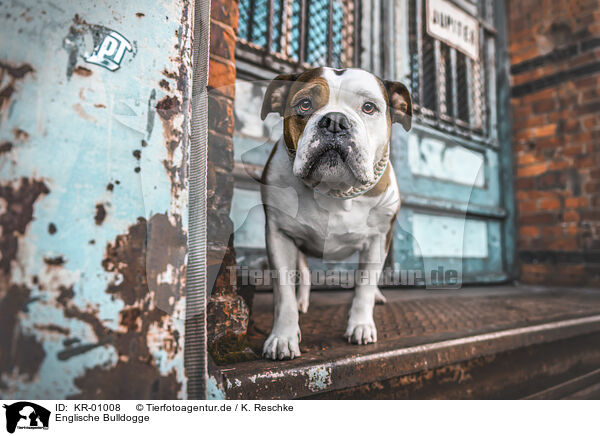 Englische Bulldogge / English Bulldog / KR-01008