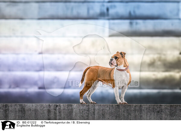 Englische Bulldogge / English Bulldog / BE-01222