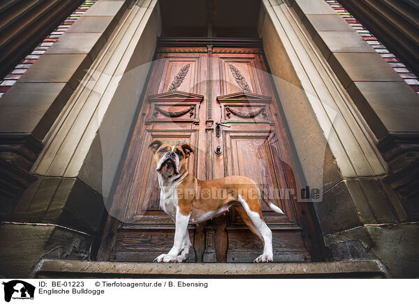 Englische Bulldogge / English Bulldog / BE-01223