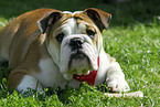 Englische Bulldogge