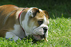 Englische Bulldogge