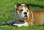 Englische Bulldogge