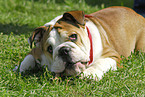 Englische Bulldogge