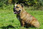 Englische Bulldogge