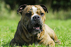 Englische Bulldogge