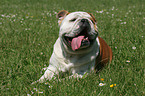 liegende Englische Bulldogge