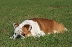 liegende Englische Bulldogge