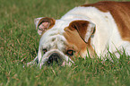 liegende Englische Bulldogge