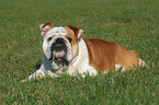 liegende Englische Bulldogge