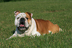 liegende Englische Bulldogge