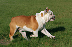 rennende Englische Bulldogge