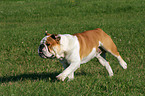 rennende Englische Bulldogge