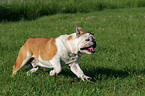 rennende Englische Bulldogge