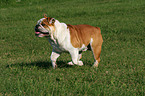 rennende Englische Bulldogge