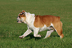 rennende Englische Bulldogge