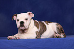 Englische Bulldogge