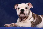 Englische Bulldogge