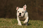 rennende Englische Bulldogge