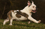 rennende Englische Bulldogge