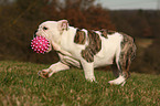 spielende Englische Bulldogge